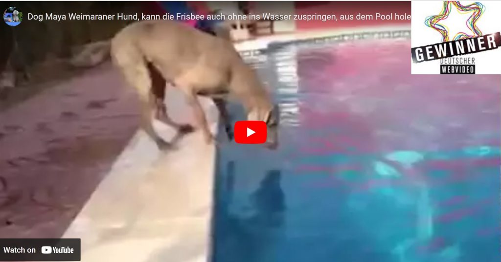 WebVideo Preis Gewinner Maya Weimaraner fischt Frisbee aus dem Pool